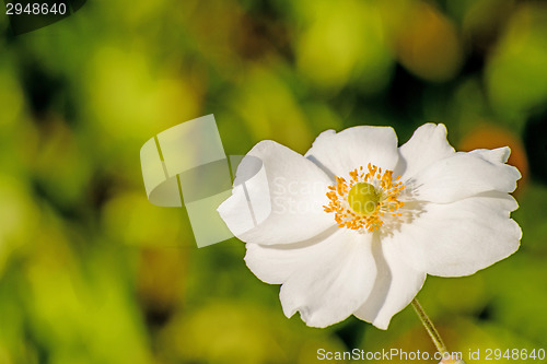 Image of japanese anemone