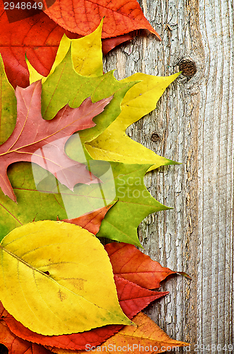 Image of Frame of Autumn Leafs