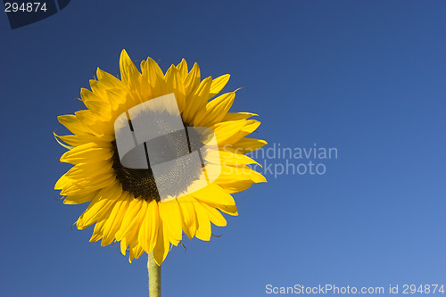 Image of Sunflower