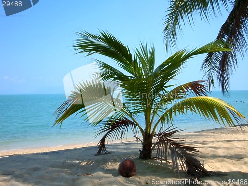 Image of Palm-beach