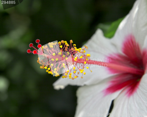 Image of Nectar flower