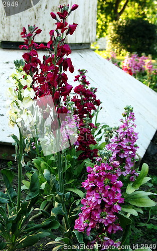 Image of True Flower colors