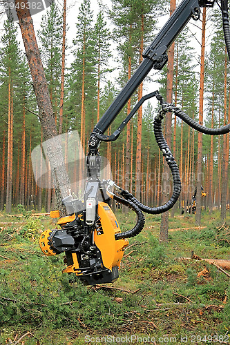 Image of Ponsse Harvester Head H6 Cuts a Pine Tree