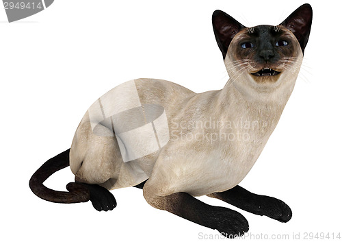 Image of Siamese Cat