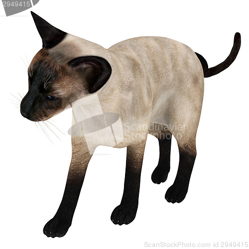 Image of Siamese Cat