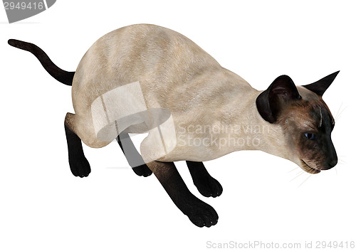 Image of Siamese Cat