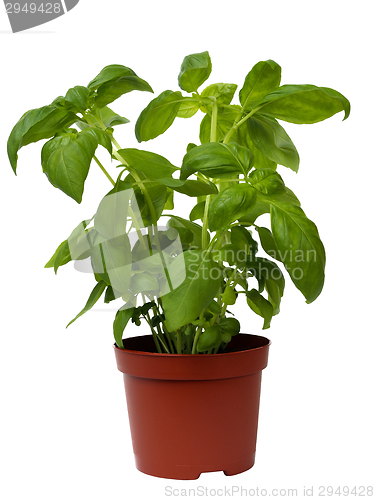 Image of Basil herb on white