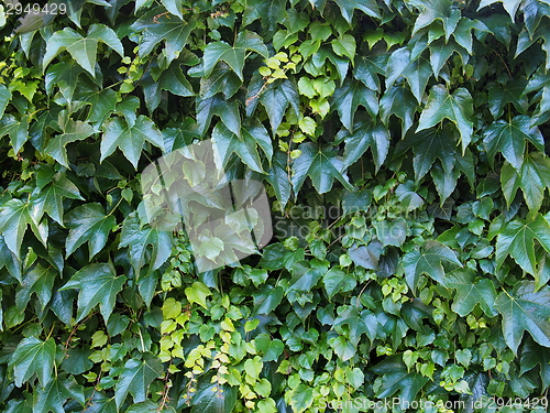 Image of Green ivy background