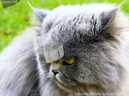 Image of nice Persian cat