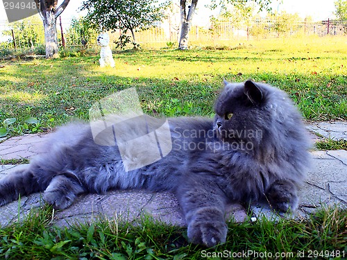 Image of nice Persian cat laying on the path