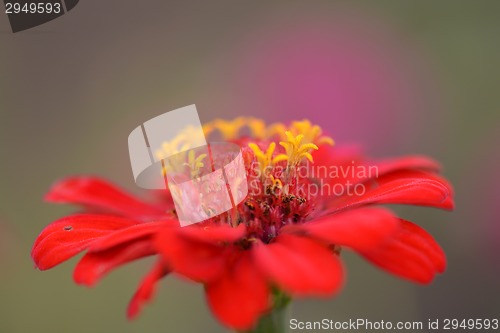 Image of red little flowers