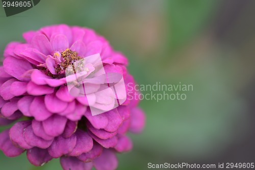 Image of Closeup on red flower background