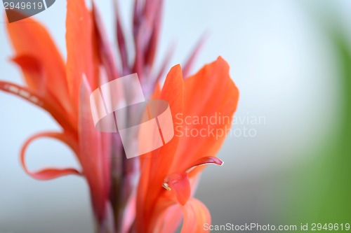 Image of Field with red flower, close up