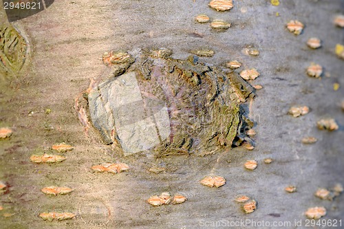 Image of broken wood board