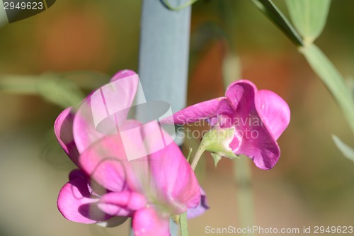 Image of Pink flower, macro on flower, beautiful abstract background