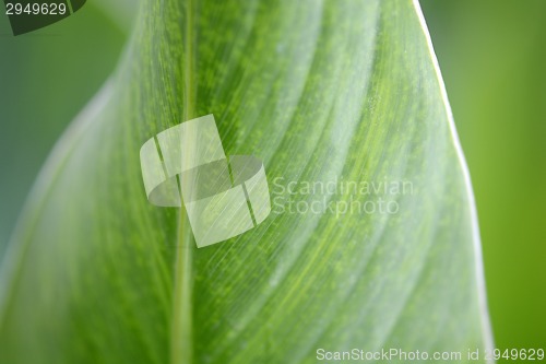 Image of Macro photo of leaf green and fresh