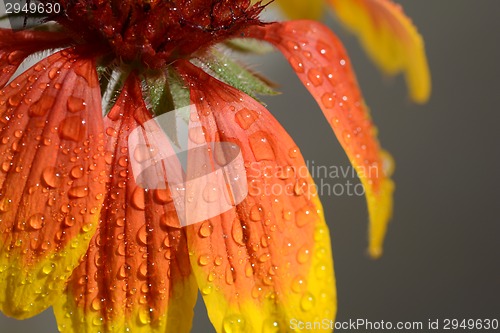 Image of very beautiful bright orange flower in macro