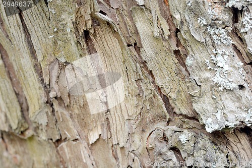 Image of Old wood texture