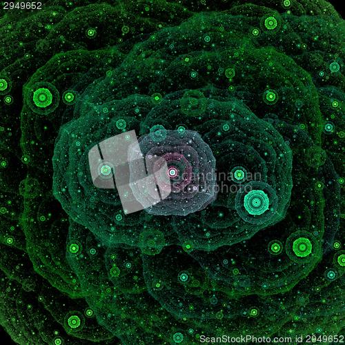 Image of Symmetrical growth of bacteria