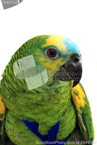 Image of head of green exotic bird 