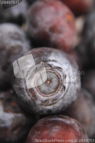 Image of detail of bllueberries 