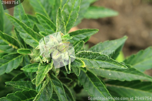 Image of detail of marijuana plant 