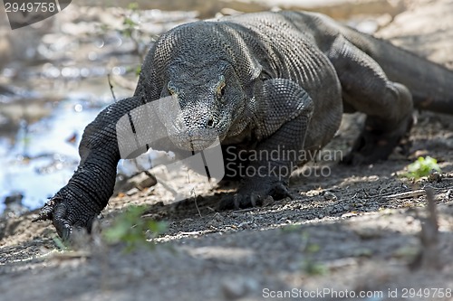 Image of Komodo Dragon