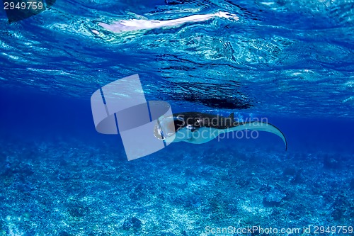 Image of Manta Ray