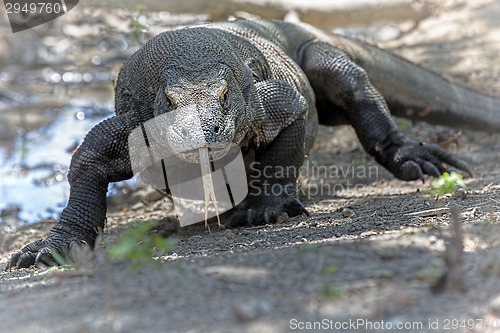 Image of Komodo Dragon