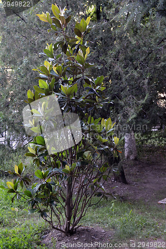 Image of Young magnolia tree