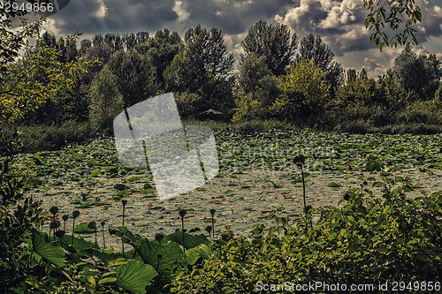 Image of Lotus green area pond