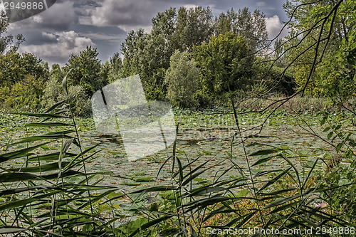 Image of Lotus green area pond