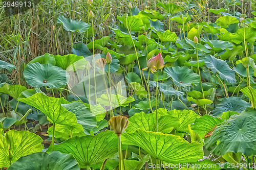 Image of Lotus green area pond