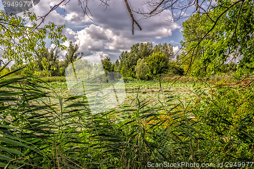 Image of Lotus green area pond