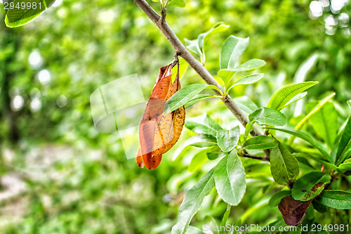 Image of Orange and green leaves