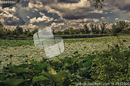 Image of Lotus green area pond