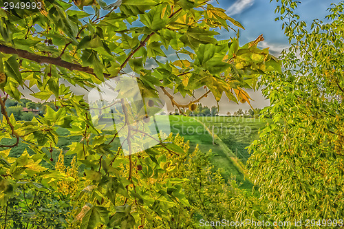 Image of Weeds on green view