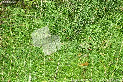 Image of green weeds background