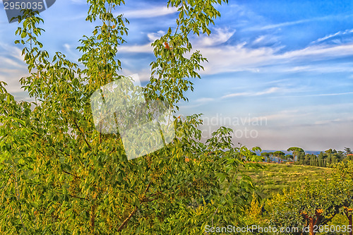 Image of Weeds on green view