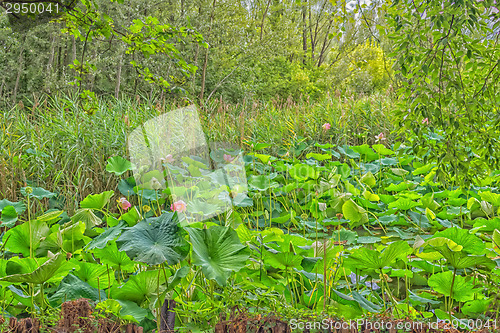 Image of Lotus green area pond