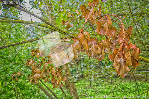 Image of Dry leaves on Yellow lichen 