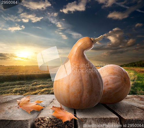 Image of Pumpkins on table