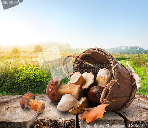 Image of Mushrooms on a table