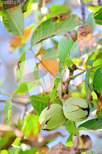 Image of ripe walnut in opened shell