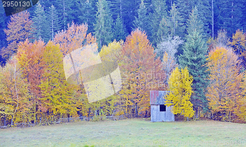 Image of colors of autumn birch forest