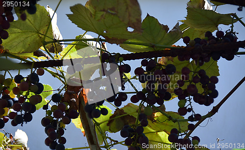 Image of The rich and ripe grapes on the vine