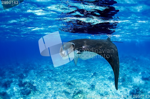 Image of Manta Ray