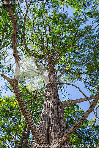 Image of Bald cypress