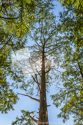 Image of Bald cypress