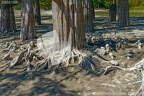 Image of Bald cypress